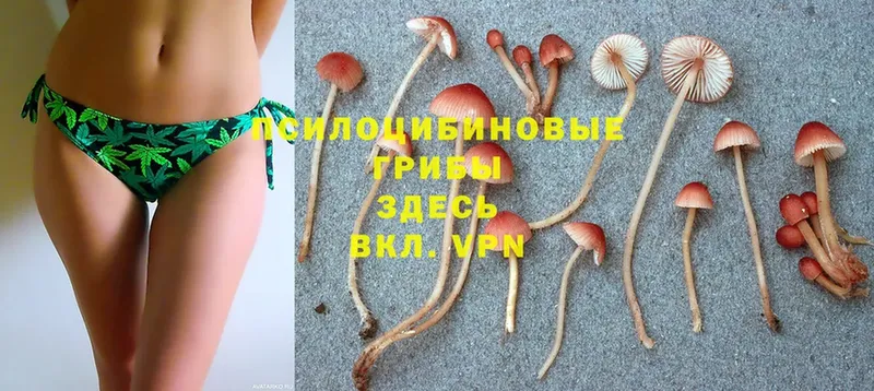 KRAKEN как зайти  Апшеронск  Галлюциногенные грибы Magic Shrooms 